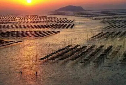 慈善書畫家徐巖赴中國(guó)最美的灘涂霞浦采風(fēng) 慈善書畫家徐巖赴中國(guó)最美的灘涂霞浦采風(fēng)